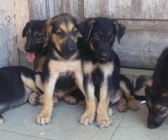 Pure breed German shepherd puppies