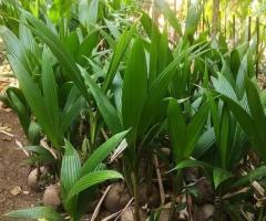 MALAYSIAN DWARF COCONUT SEEDLINGS. - Image 2