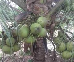 MALAYSIAN DWARF COCONUT SEEDLINGS. - Image 3