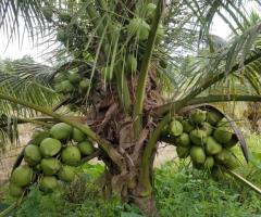 MALAYSIAN DWARF COCONUT SEEDLINGS. - Image 4